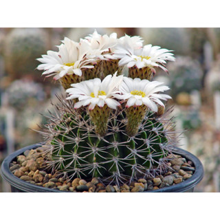 Cactus ต้นกระบองเพชร Acanthocalycium klimpelianum P91