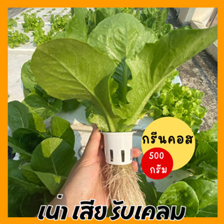 🥬✨ผักสลัดกรีนคอส ผักคอส ไฮโดรโปนิกส์ 500 กรัม (500 g)ผักสลัดสด ปลอดสารพิษ กรอบ สด สะอาด รับประกันคุณภาพ เน่าเสีย ยินดีรั