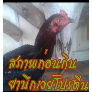 ชุดเลี้ยงไก่ชน บึกเวย์โปรตีนไก่ชน ขนาดบรรจุ 100 เม็ด ยาบำรุงไก่ชนสร้างกล้ามเนื้อให้ไก่ชนแข็งแรงทนต่อแรงปะทะ
