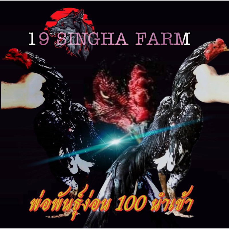 ไข่เชื้อไก่ชน ง่อน 100 นำเข้า ชุด 2 ฟอง รับประกันเชื้อ ส่งด่วนทั่วประเทศ