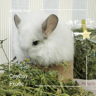 Caycay Alfalfa Hay หญ้าอัลฟาฟ่ารุ่นดอกเยอะมากพิเศษ