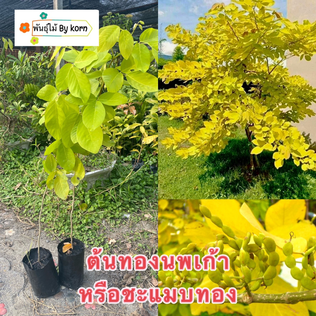 ต้นทองนพเกล้าหรือ ต้นชะแนบทอง ไม้มงคลพร้อมส่ง สำคัญกรุณาสั่งซื้อในเวลา12:00น.-00:00น.