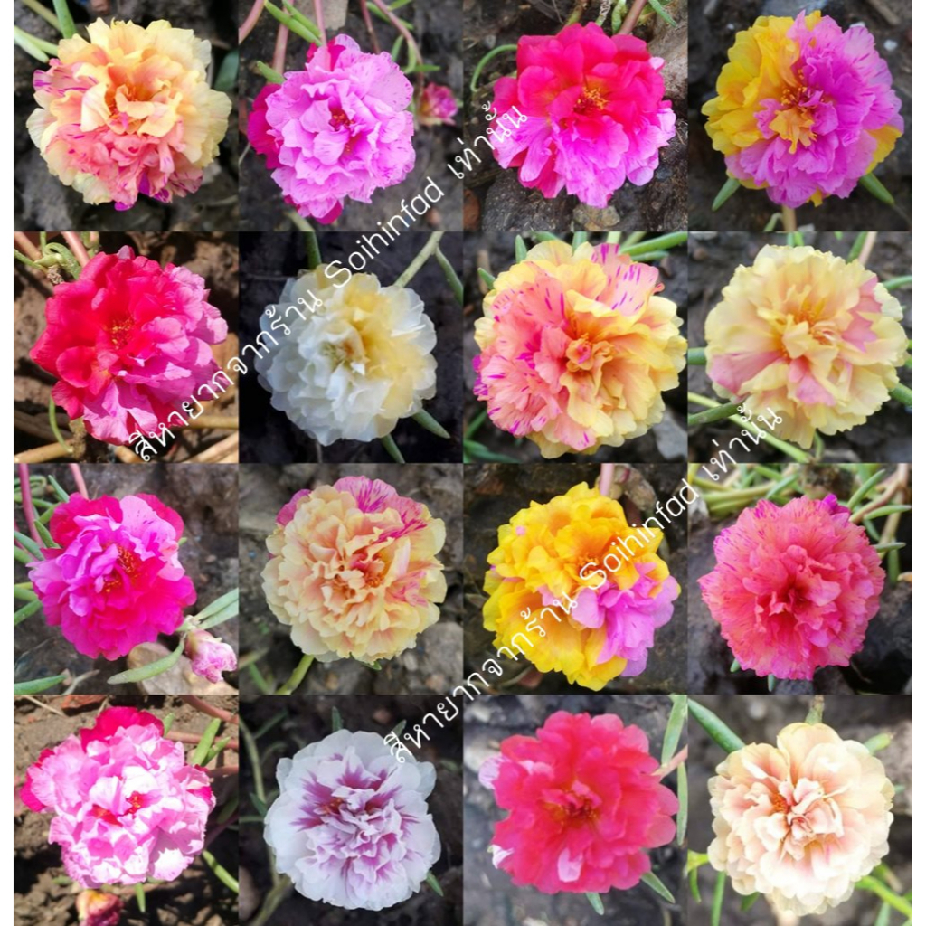 แพรเซี่ยงไฮ้คละสีหายาก สีตามรูป ไม่กลายพันธุ์