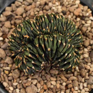 Gymnocalycium friedrichii VoS01-014A cristata ต้นกระบองเพชร Cactus