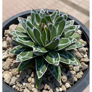 Agave victoriae-reginae compact