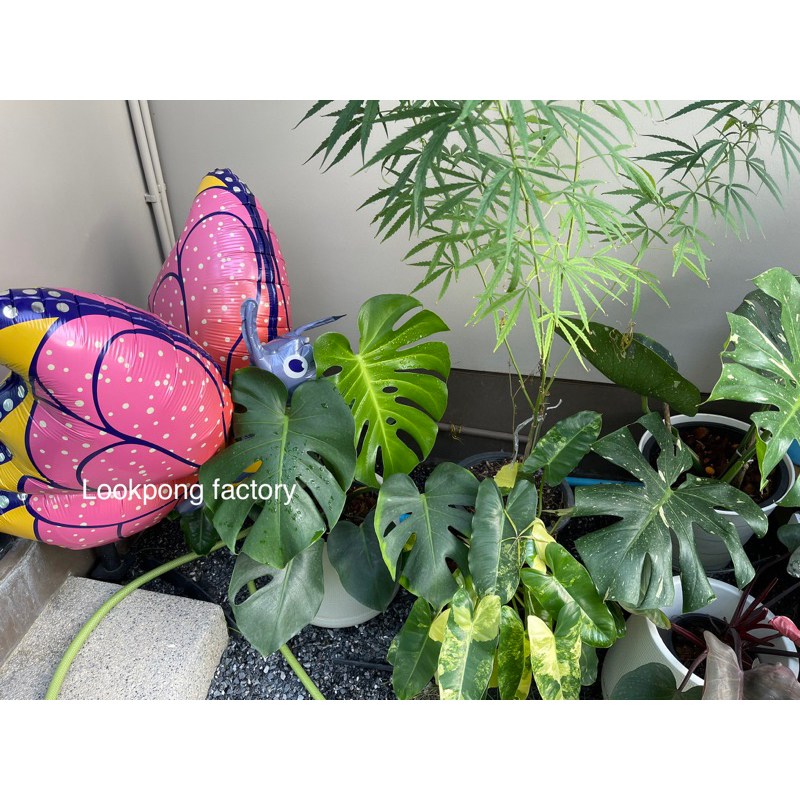 ลูกโป่งผีเสื้อ 3D ตัวใหญ่ ลูกโป่งสัตว์ ลูกโป่งวันเกิด ลูกโป่งแมลงปอ ลูกโป่งฟอยล์ - รูปที่ 4