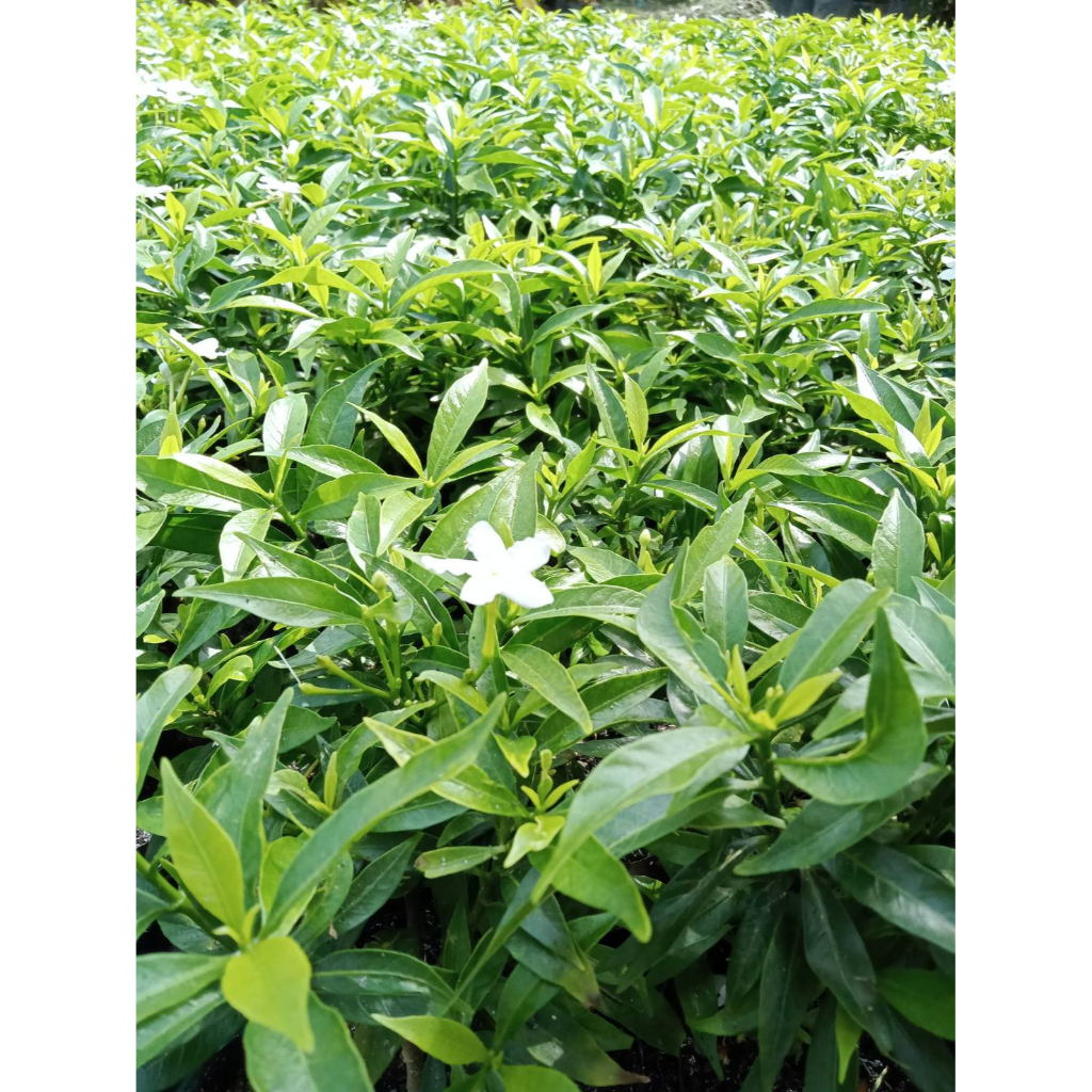 พุทธศุภโชค1ต้น1ถุงดำไม้ดอกไม้ประดับไม้มงคล ❣️❣️