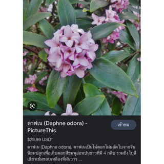 #ดอกชัยพฤกษ์หรือแดฟเน่ (Daphne)  #ดอกไม้แห่งชัยชนะ #ขอมอบให้ทุกคนเอาชนะอุปสรรคทั้งปวงได้ในวันนี้ค่ะ