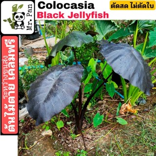 Colocasia Black Jellyfish ตัดสดไม่ตัดใบ โคโลคาเซีย เเบล็ค เจลลี่ฟลิสซ์ เเมงกระพรุน ดำ Black jelly fish