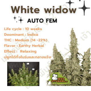 เมล็ดกัญชานอก นำเข้า งานค่าย แท้ 💯 มีแพ็คเกจ เมล็ดพันธ์ุกัญชาสายพันธุ์ white widow (ค่ายSeed stockers)