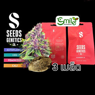 เมล็ดกัญชา Seeds Genetics.Co - Blueberry (Fem)