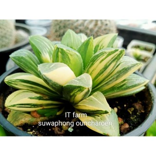 ฮาโวเทีย พันธุ์  Haworthia Asperula variegata ด่างสวยส่งทั้งกระถาง2 นิ้ว