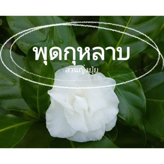 (2ต้น) #พุดกุหลาบ กลีบซ้อนขาวดอกใหญ่กลิ่นหอม(ปักชำยอด)🏡แฮปปี้