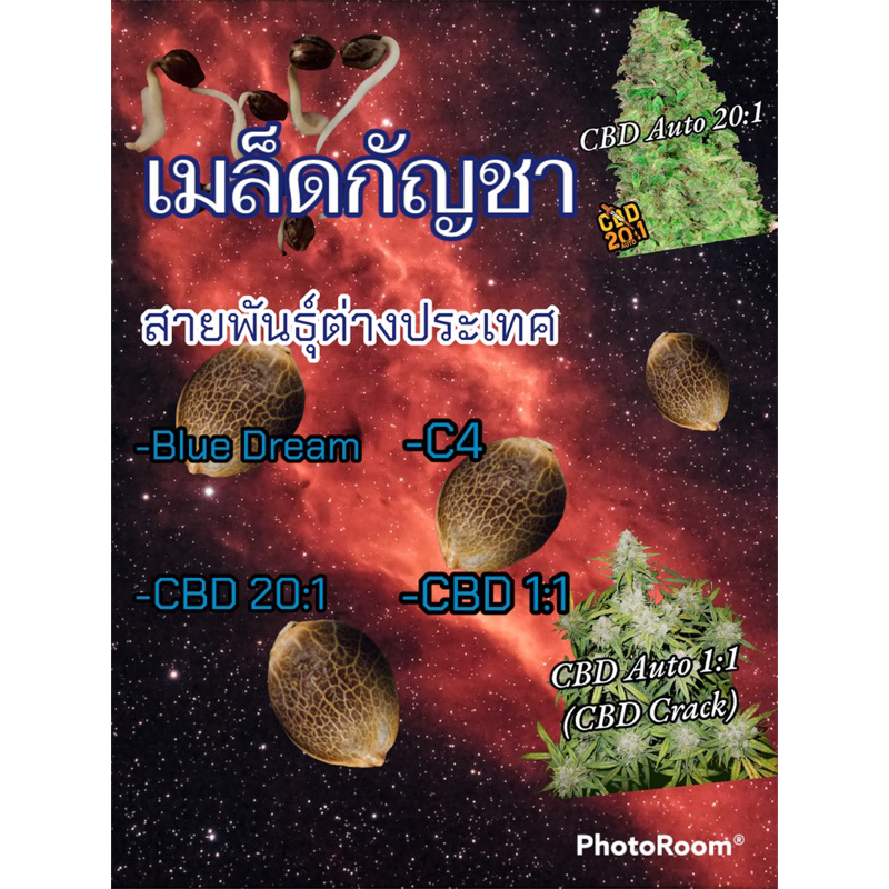 เมล็ดกัชชาสายพันธุ์นอก ออโต้ โฟโต้แก่จัด 95% ต้นแม่พันธุ์ปลุกในไทย