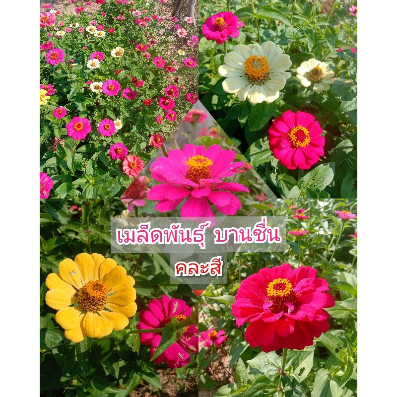 เมล็ดดอกบานชื่น (200 เมล็ด คละสี) เมล็ดพันธุ์ บานชื่น