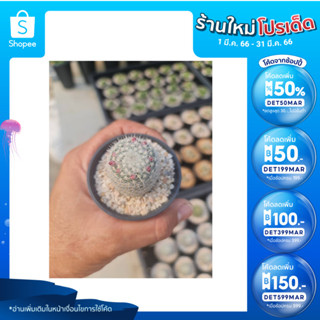 🎉เหลือ 10.- กรอกโค้ดDET50MAR ] เข็มเงิน (Mammillaria geminispina) อยู่ในกระถาง 2.5นิ้ว