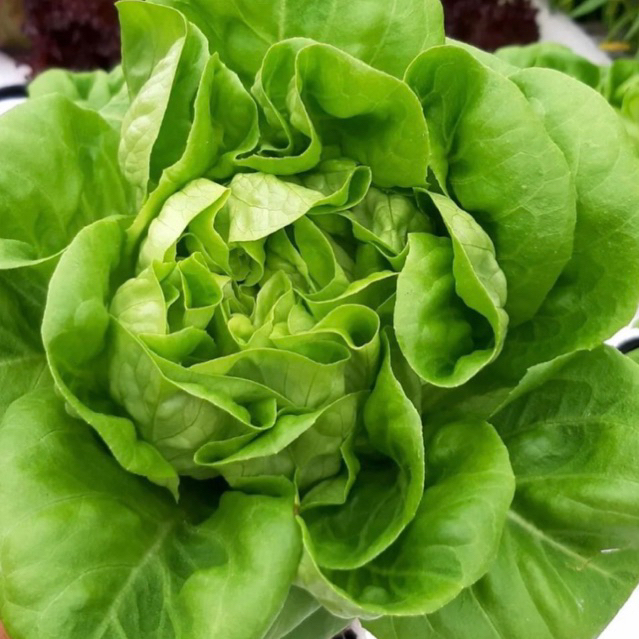 เมล็ดพันธุ์ผักสลัด นำเข้า [RIJK ZWAAN] แบบแบ่งขาย 100 เมล็ด - รูปที่ 7