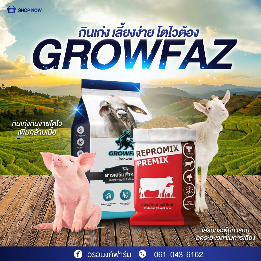 !ล็อตใหม่ #รีโพรมิกซ์ พรีมิกซ์ #Repromix Premix ติดสัดเร็ว กลับสัดไว กินเก่ง เร่งโต