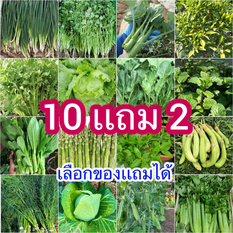 ค่าส่งถูก📍เมล็ดพันธุ์ผักสวนครัว🌱 ซื้อ 10 เเถม2 [ได้ไป12ชิ้น]🔥เลือกของเเถมได้ thumbnail 3