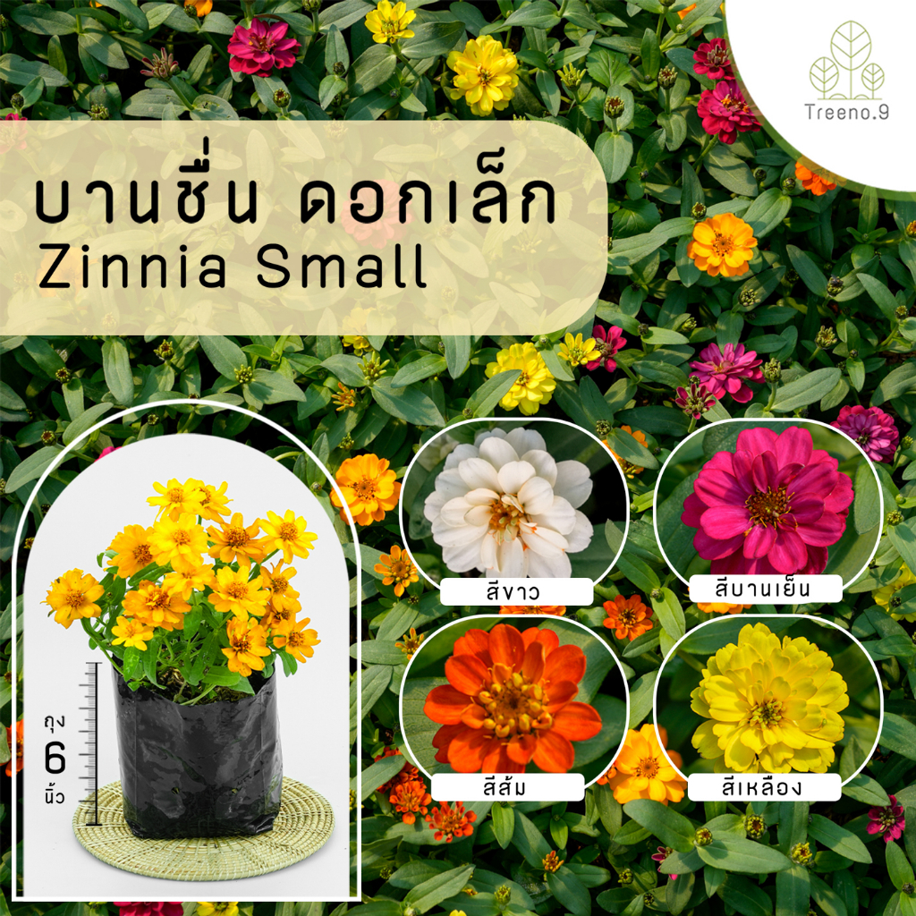 Treeno.9 T369 บานชื่นดอกเล็ก คละสี (รบกวนสั่งซื้อขั้นต่ำ 6 ต้น -ไม้จัดสวน (Zinnia) ถุง6 นิ้วสูง 25-30 ซมไม้ประดับ ไม้ดอก