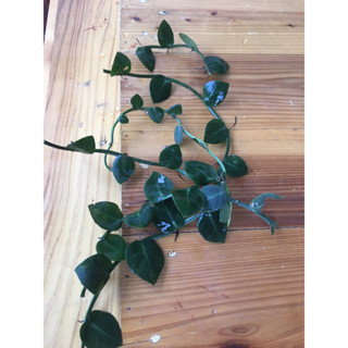 RHAPHIDOPHORA HAYI (ขายเป็นเซต 3 กิ่ง) 100฿ (ขาย กิ่งพันธุ์)