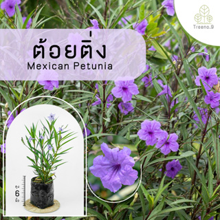 Treeno.9 T377 ดอกต้อยติ่ง - ไม้จัดสวน (รบกวนสั่งซื้อขั้นต่ำ 6 ต้น)  (Britton’s Wild Petunia) ถุง 6 นิ้ว / สูง 30-40 ซม. / ไม้ประดับ ไม้ดอก (ต้นไม้)