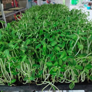 เมล็ดทานตะวันต้นอ่อน 10 กรัม