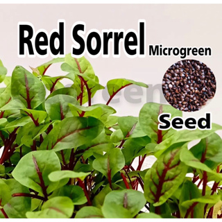 เมล็ดผัก Sorrel Red Veined microgreen seed