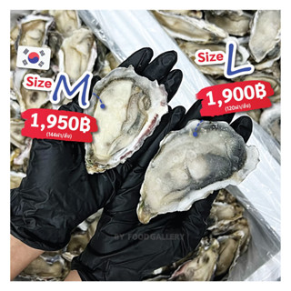 Korean Oyster Size "L" 120ฝา