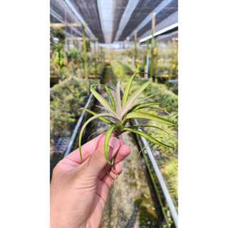 Tillandsia chiapensis ทิลแลนเซีย