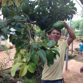 [ต้นโตจากเมล็ดสูง 60-80ซม.] ต้นอะโวคาโดยักษ์ "THANH BICH" นำเข้าจากเวียดนาม ปลูกเมล็ด น้ำเต้าลูกใหญ่ ไม้มาตรฐาน เหมาะหล