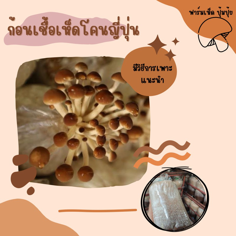 ก้อนเชื้อเห็ดโคนญี่ปุ่น(ยานางิ) ชุดทดลองปลูก 3 ก้อน เชื้อเดินได้ 10% แล้วค่ะ