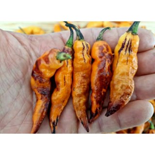 เมล็ดพันธุ์พริก ออเรนจ์ ไทเกอร์ (Orange Tiger Hot Pepper Seed) บรรจุ 15 เมล็ด ของแท้ คุณภาพดี ราคาถูก นำเข้าจากต่างประเท