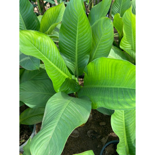 เศรษฐีวิลสัน Dieffenbachia ไม้มงคล ไม้ประดับ พร้อมกระถาง9นิ้ว (1ต้น/แพค)