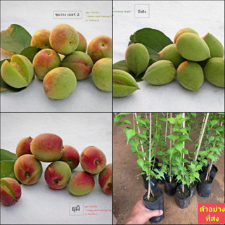 (1ต้น) มี4 พันธุ์ ให้เลือก ต้นบ้วย ต้นบ๊วย บ้วย บ๊วย plum tree ขุนวาง เบอร์ 2 ปิงติง เจียโถว ยูมิ / พิสุทธิ์