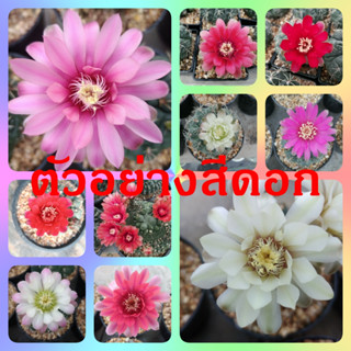 🌵💥บัลเดียนั่ม 💥🌵 Gymnocalycium baldianum   ขนาด 4-6 ซม. ต้นกระบองเพชร ต้นแคคตัส (แคคตัส กระบองเพชร)