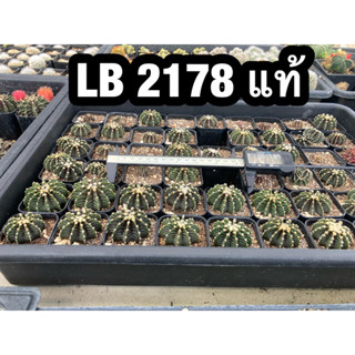 LB 2178 แท้ Gymnocalycium LB 2178