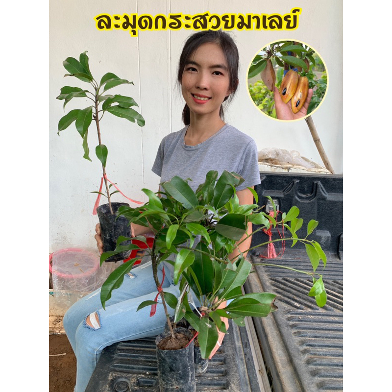 #ต้นละมุดกระสวยมาเลย์ (เสียบยอดสูง40-50เซน) เนื้อไม่เละแม้สุกงอม กรอบ ให้ผลไวใน 1 ปี