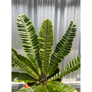 ข้าหลวงซิลเวอร์วิง Asplenium spp. กระถาง 6”