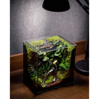 Terrarium ระบบปิดThe Natural Dimention