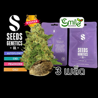 เมล็ดกัญชา Seeds Genetics.Co - Cream Caramel (Auto)