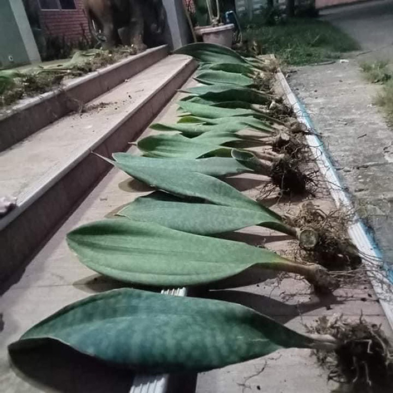 ครีบปลาวาฬยักษ์ ใบใหญ่ๆ อวบๆ ขนาดสูง40-50เซนติเมตร