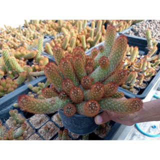 🌵💥แมมนิ้วนาค 💥🌵Mammillaria elongata rufocrocea  ไม้ชำหน่อ ขนาดความยาว 7-10 ซม.  ต้นกระบองเพชร ต้นแคคตัส (แคคตัส กระบองเพ