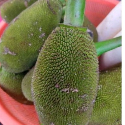 ขนุนอ่อนสำหรับแกงหรือทำเมนูตามใจชอบลูกละ 40 บาท