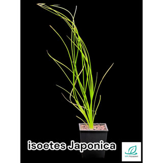 ISOETES JAPONICA ไอโซเตท จาโปนิก้า ไม้น้ำหายาก ไม้สูงปลูกหลังตู้