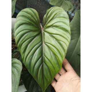 Philodendron Prowmanii พราวมณี ฟิโลพราวมนีกระถาง  6นิ้วได้ต้นจริงตามภาพ 31-8-66