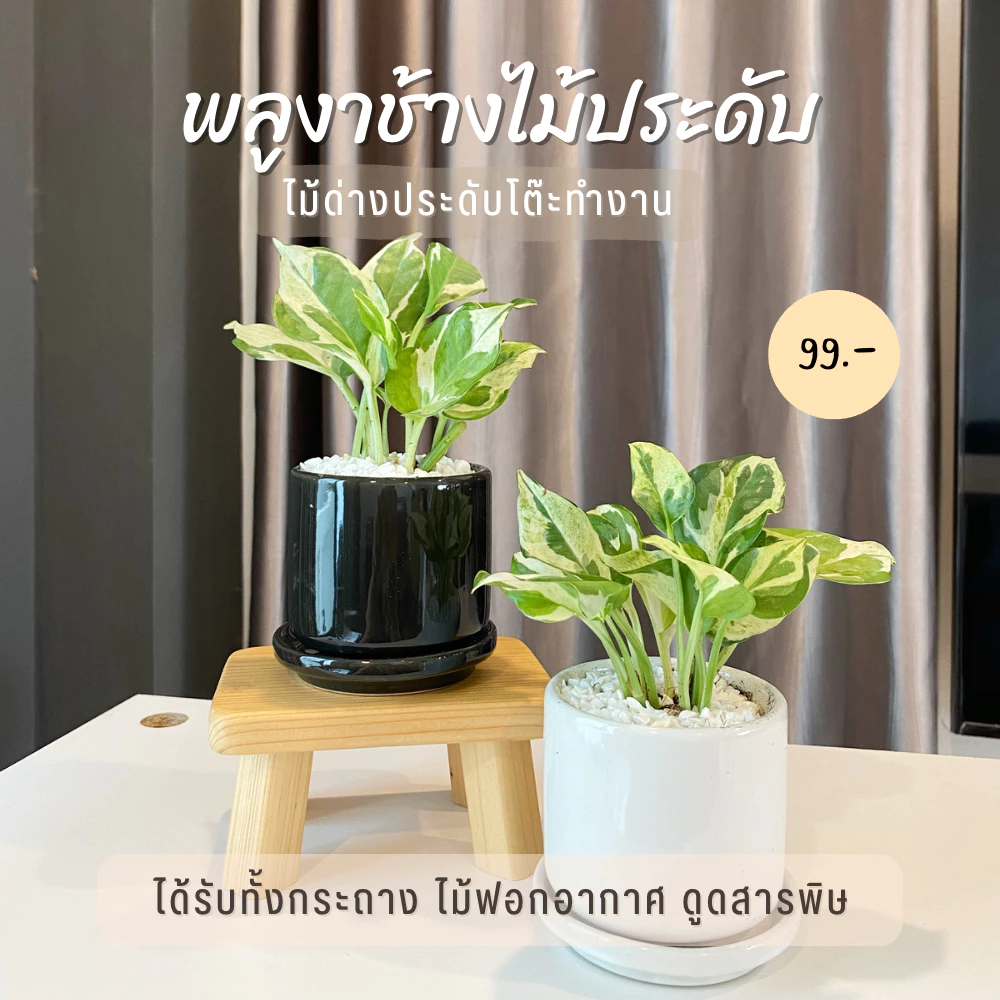 พลูด่าง พลูงาช้าง ไม้ฟอกอากาศ ดูดซับสารพิษ พร้อม กระถางเซรามิค ขนาด 3 นิ้ว