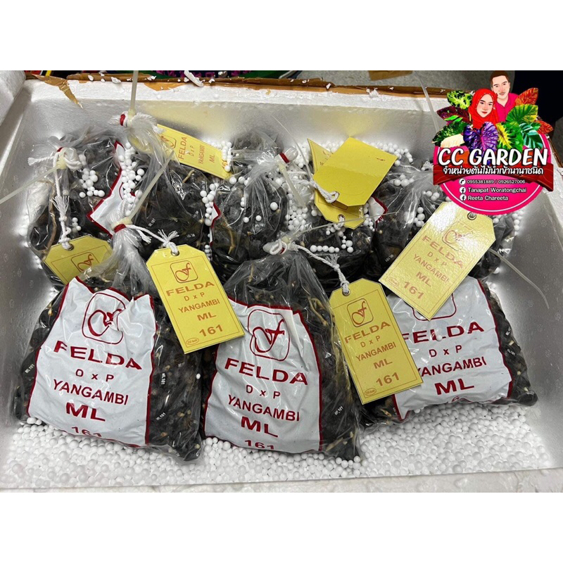 🌱เมล็ดพันธ์ุปาล์มสายพันธุ์ยังกัมบิML161มาเลเซีย🌱