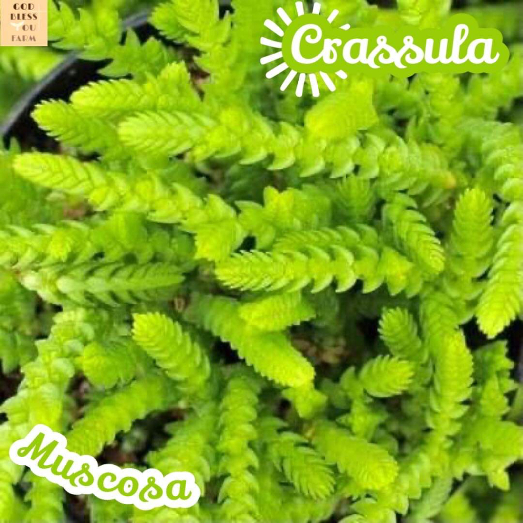 [คราสซูล่าโซ่นาฬิกายักษ์] Crassula Muscosa แคคตัส ต้นไม้ หนาม ทนแล้ง กุหลาบหิน อวบน้ำ พืชอวบน้ำ succulent cactus