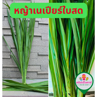 หญ้าเนเปียร์ใบสด 500-1กิโลกรัม ใหม่ปลอดสารพิษสำหรับสัตว์ฟันแทะเต่ากระต่ายหนูแกสบี้